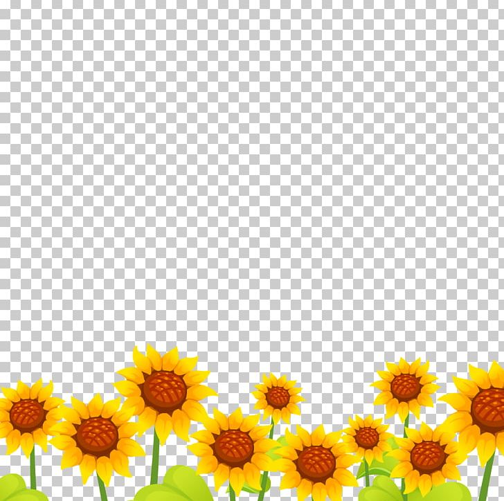 Sunflower Seed Marigolds Annual Plant Sunflower M Sunflowers PNG, Clipart, Annual Plant, Calendula, Daisy, Daisy Family, Flower Free PNG Download