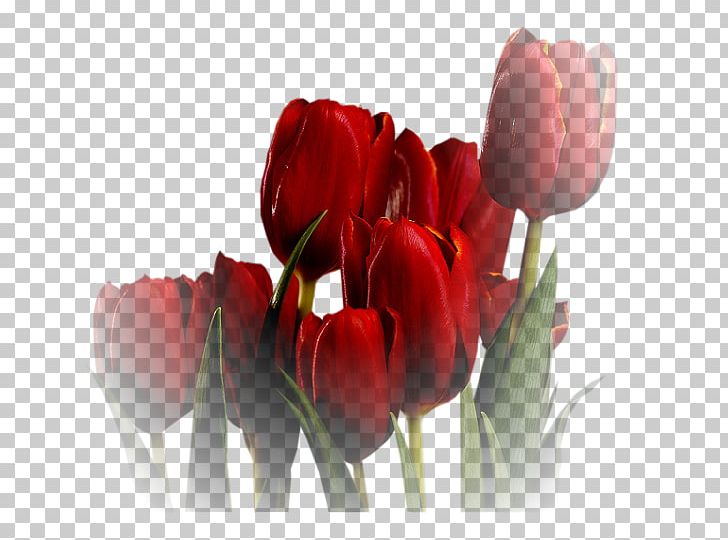 Tulip Flower PNG, Clipart, Bud, Bulb, Com, Cut Flowers, Floristry Free PNG Download