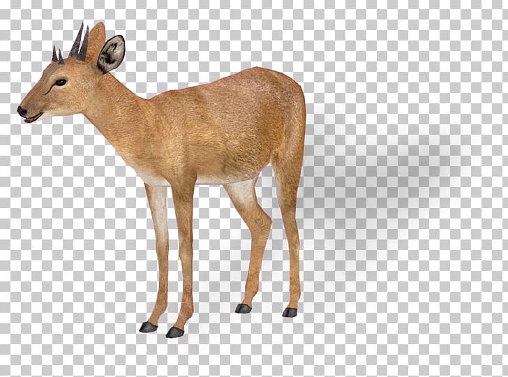 Antelope White-tailed Deer Impala Tetracerus Quadricornis Giraffe PNG, Clipart, Animal, Animals, Antelope, Antidorcas, Antler Free PNG Download