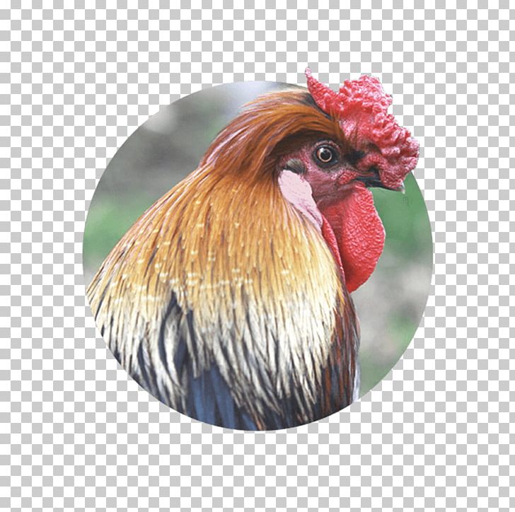 Chicken Farm Otitis Rooster Fowl PNG, Clipart, Acupuncture, Agriculture, Animals, Beak, Bird Free PNG Download