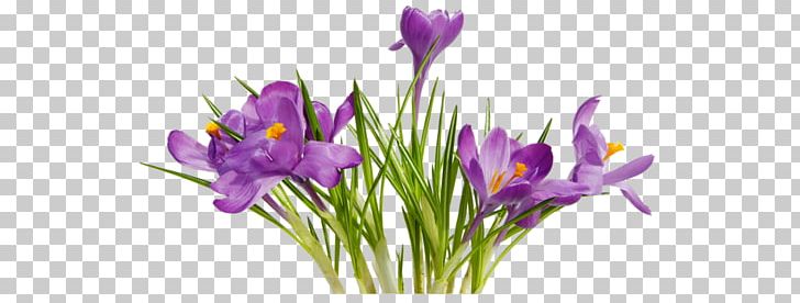 Desktop Flower PNG, Clipart, Cari, Crocus, Cut Flowers, Desktop Wallpaper, Display Resolution Free PNG Download