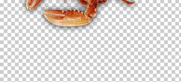 Dungeness Crab Close-up Jaw PNG, Clipart, Animal Source Foods, Claw, Closeup, Closeup, Crab Free PNG Download