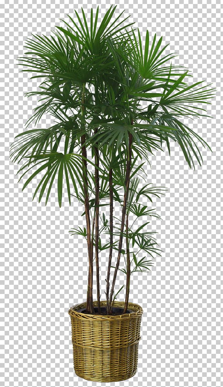 Flowerpot Houseplant Tree Bench Bamboo PNG, Clipart, Arecaceae, Arecales, Areca Nut, Bamboo, Bench Free PNG Download