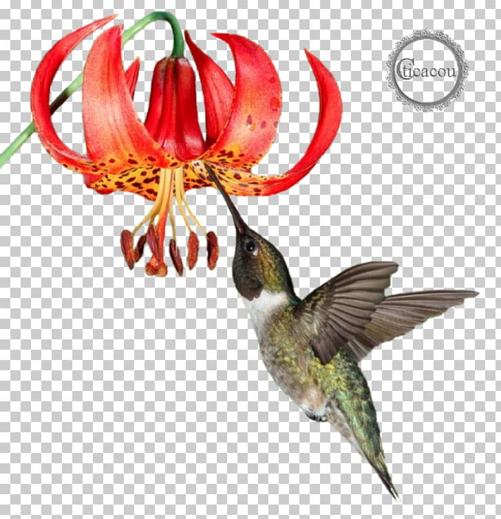 Hummingbird M Fauna Beak Flowering Plant PNG, Clipart, Beak, Bird, Fauna, Flora, Flower Free PNG Download
