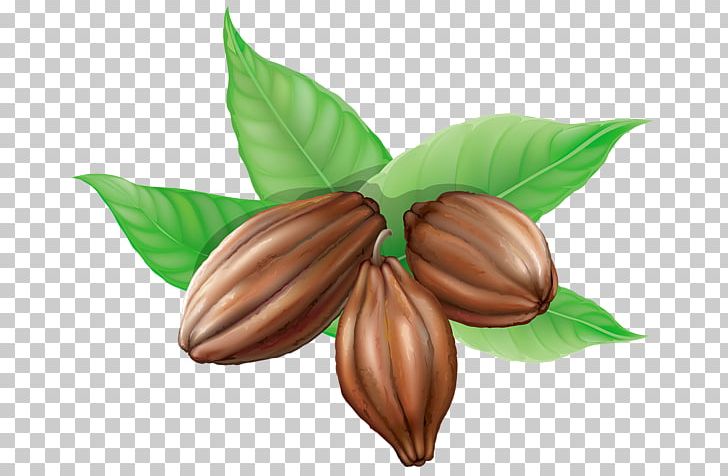 Hot Chocolate Theobroma Cacao Cocoa Bean PNG, Clipart, Bean, Beans, Biscuit, Cacao, Chocolate Free PNG Download