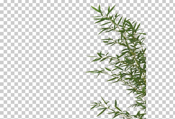Angle Leaf Bamboo Leaves PNG, Clipart, Adobe Illustrator, Angle, Art, Background Green, Bamboo Free PNG Download