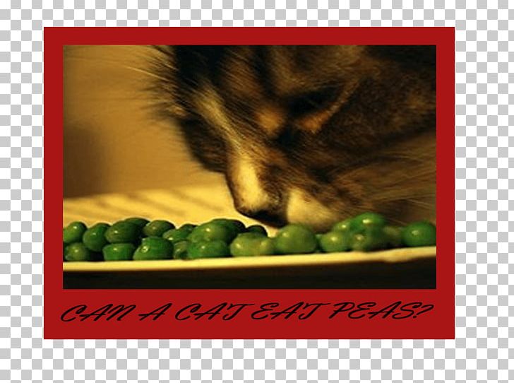 Whiskers Kitten Frames PNG, Clipart, Animals, Carnivoran, Cat, Cat Like Mammal, Kitten Free PNG Download