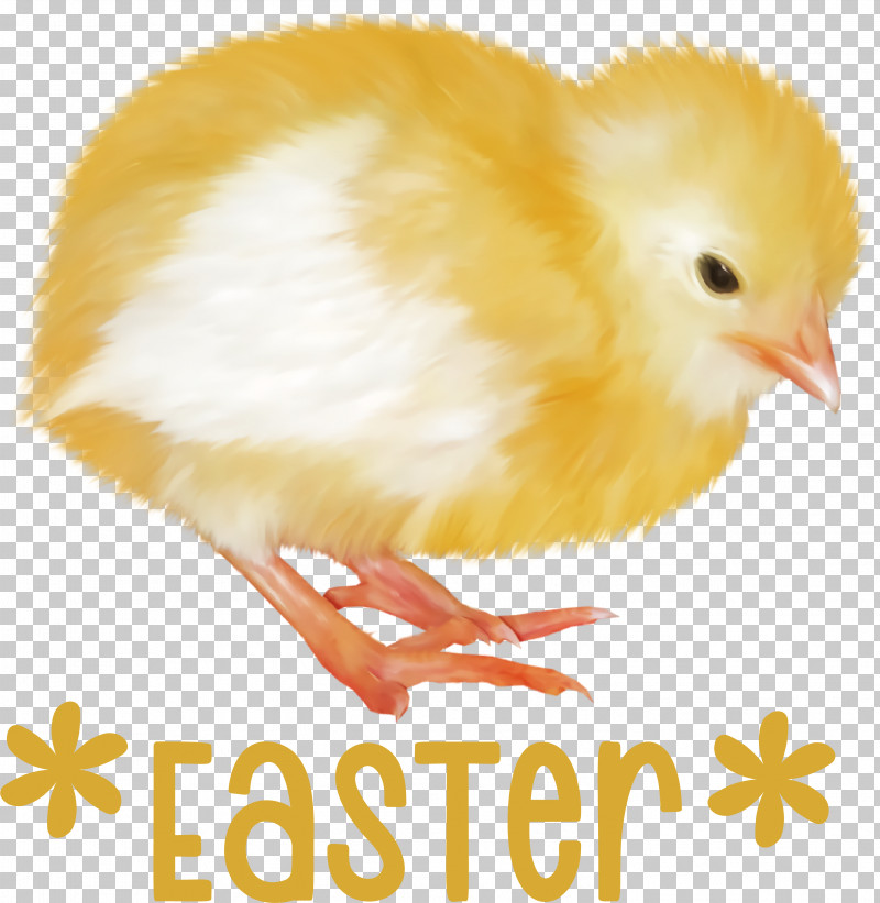 Easter Chicken Ducklings Easter Day Happy Easter PNG, Clipart, Beak, Biology, Chicken, Easter Day, Feather Free PNG Download