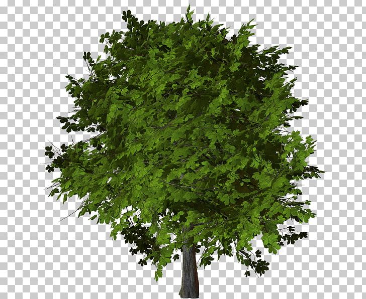 Stock Photography Tree Oak PNG, Clipart, Branch, Evergreen, Grass, Leaf, Maple Free PNG Download