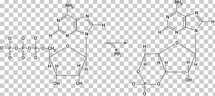 Adenylyl Cyclase Cyclic Adenosine Monophosphate Second Messenger System Guanylate Cyclase PNG, Clipart, Adenosine Triphosphate, Adenylyl Cyclase, Adrenaline, Angle, Auto Part Free PNG Download