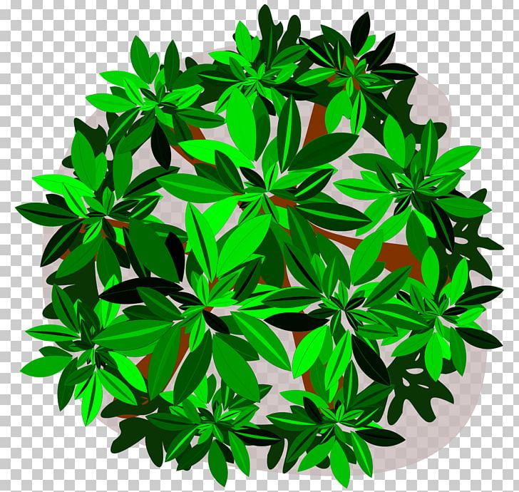 Tree Leaf PNG, Clipart, Cassava, Clip Art, Evergreen, Herb, Leaf Free PNG Download