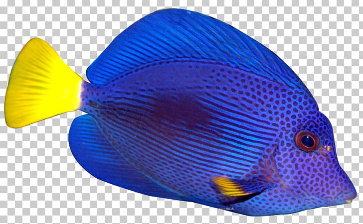 Tropical Fish Cat PNG, Clipart, Aquarium, Blue, Cap, Cat, Cobalt Blue Free PNG Download