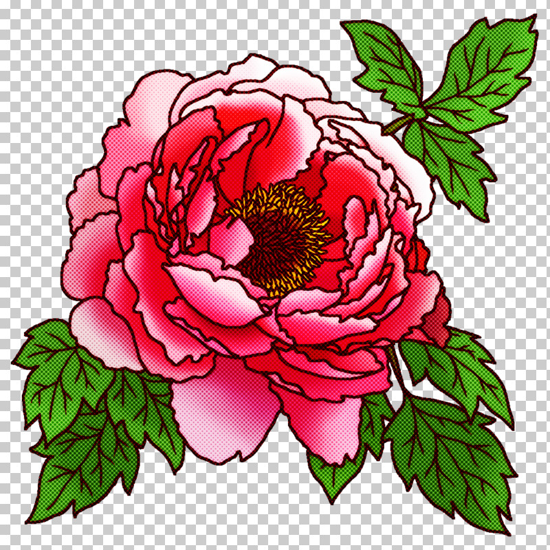 Garden Roses PNG, Clipart, Cabbage Rose, Chrysanthemum, Cut Flowers, Floral Design, Flower Free PNG Download