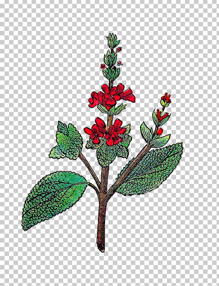 Drawing PNG, Clipart, Aquifoliaceae, Aquifoliales, Art, Branch, Common Sage Free PNG Download