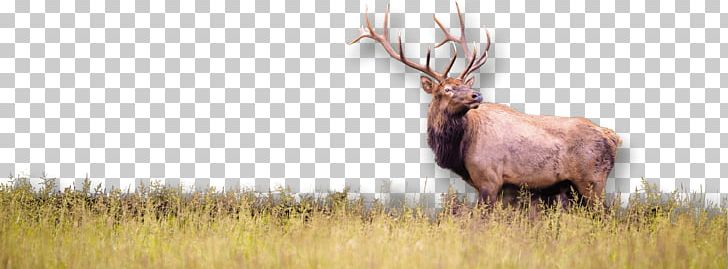 Elk Wildlife White-tailed Deer Hunting PNG, Clipart, Animal, Animals, Antelope, Antler, Cattle Free PNG Download