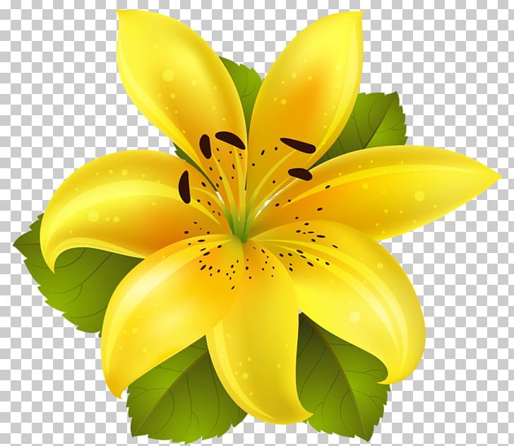 Flower PNG, Clipart, Bodak Yellow, Flower, Flowering Plant, Information, Lilium Free PNG Download