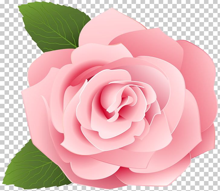 Garden Roses Centifolia Roses PNG, Clipart, Clipart, Cut Flowers, Download, Drawing, Floral Design Free PNG Download