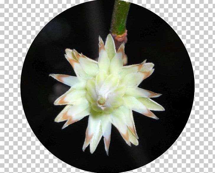 Spanish Cherry Flower Cactus Medicinal Plants PNG, Clipart, Cactus, Flower, Flowering Plant, Library, Medicinal Plants Free PNG Download