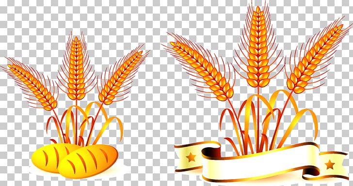 Common Wheat Oat Food PNG, Clipart, Bread, Cartoon Wheat, Cereal, Common Wheat, Crop Free PNG Download