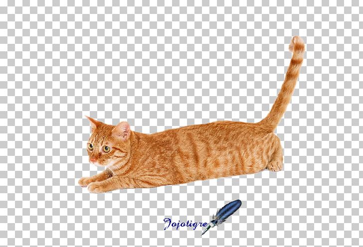 Maine Coon European Shorthair Cat Food Siamese Cat Dog PNG, Clipart, American Wirehair, Animal, Animals, Asian, Australian Mist Free PNG Download
