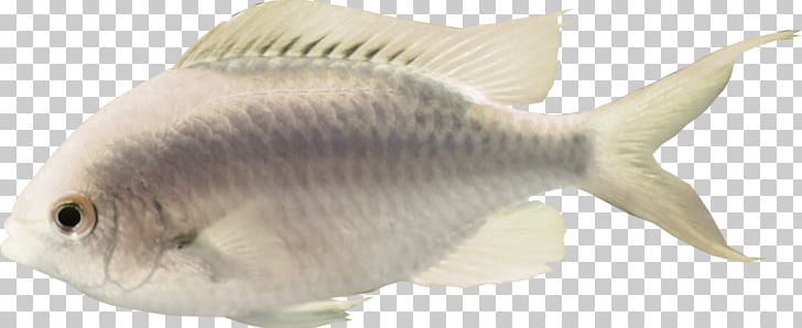 Milkfish Icon PNG, Clipart, Animal, Aquaculture, Aquatic, Aquatic Animal, Aquatic Plant Free PNG Download