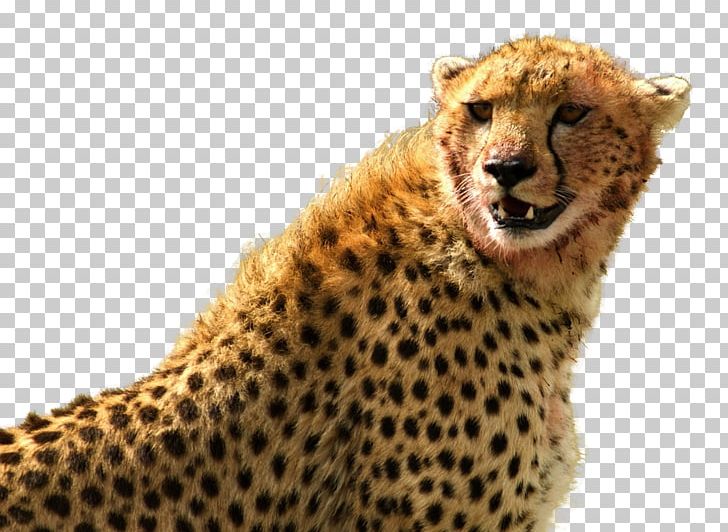 Cheetah Leopard PNG, Clipart, American Cheetah, Animal, Animals, Asiatic Cheetah, Big Cat Free PNG Download
