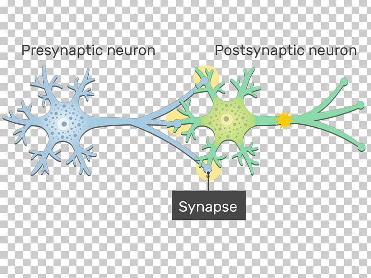 Electrical Synapse Neuron Gap Junction Postsynaptic Potential PNG, Clipart,  Free PNG Download