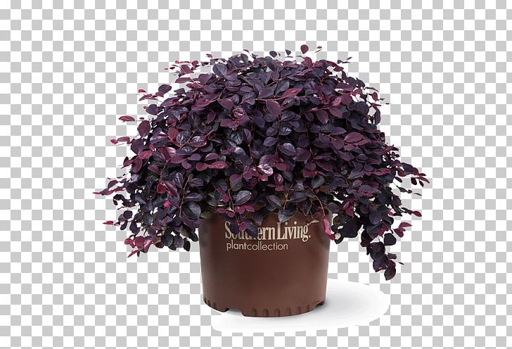 Shrub Chinese Fringe Flower Garden Southern Living Evergreen PNG, Clipart, Azalea, Evergreen, Flowerpot, Garden, Gardening Free PNG Download