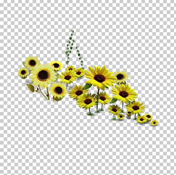Common Sunflower PNG, Clipart, Chrysanths, Color, Daisy Family, Encapsulated Postscript, Flower Free PNG Download