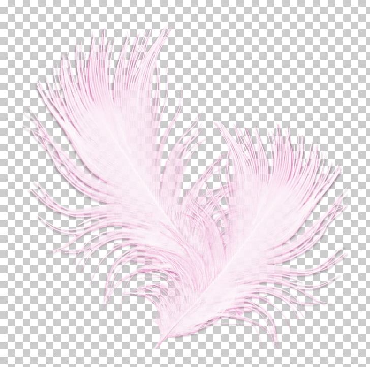 Feather PNG, Clipart, Animals, Cool, Discover, Feather, Garden Roses Free PNG Download