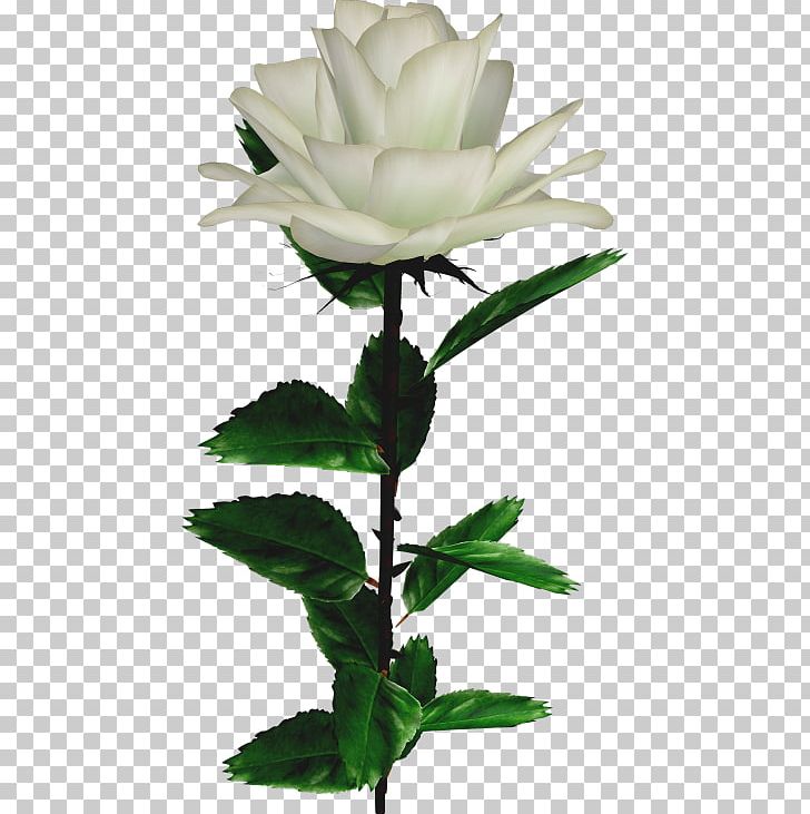 Garden Roses Rosa × Alba Flower PNG, Clipart, Cut Flowers, Digital Image, Flower, Flowering Plant, Flowerpot Free PNG Download