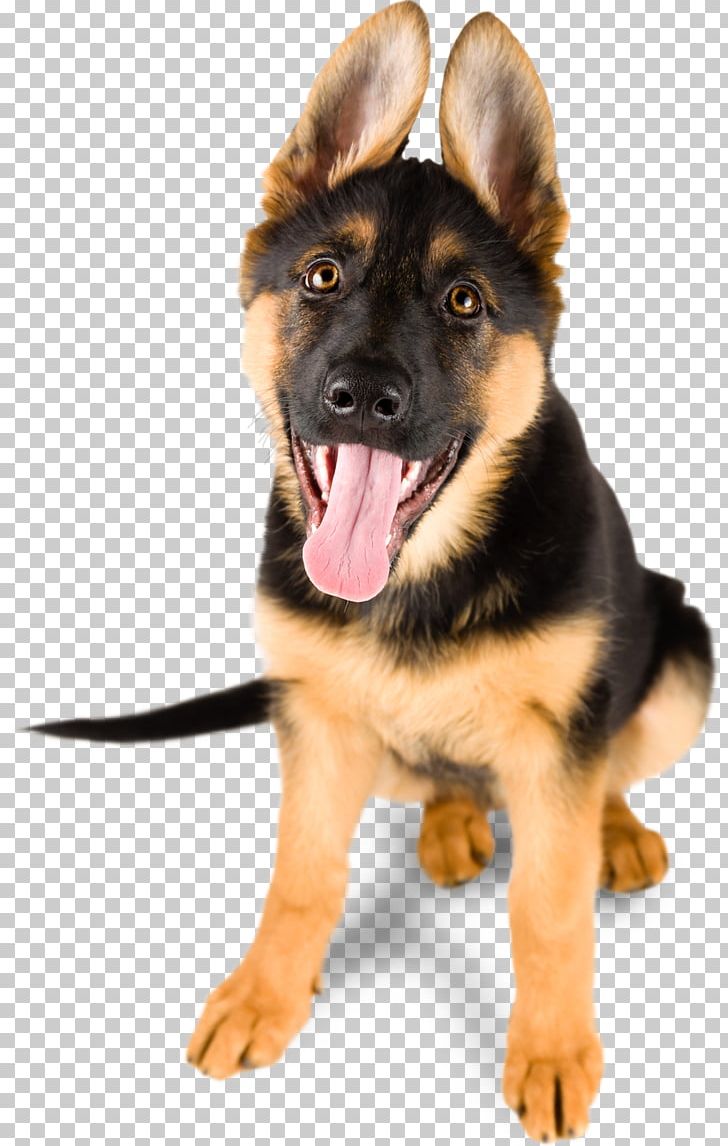 German Shepherd Puppy Stock Photography Cuteness PNG, Clipart, Animals, Breed, Carnivoran, Companion Dog, Cute Puppy Free PNG Download