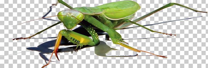 Mantis Insect Euclidean PNG, Clipart, Animals, Arthropod, Background Green, Cockroach, Cockroach Vector Free PNG Download