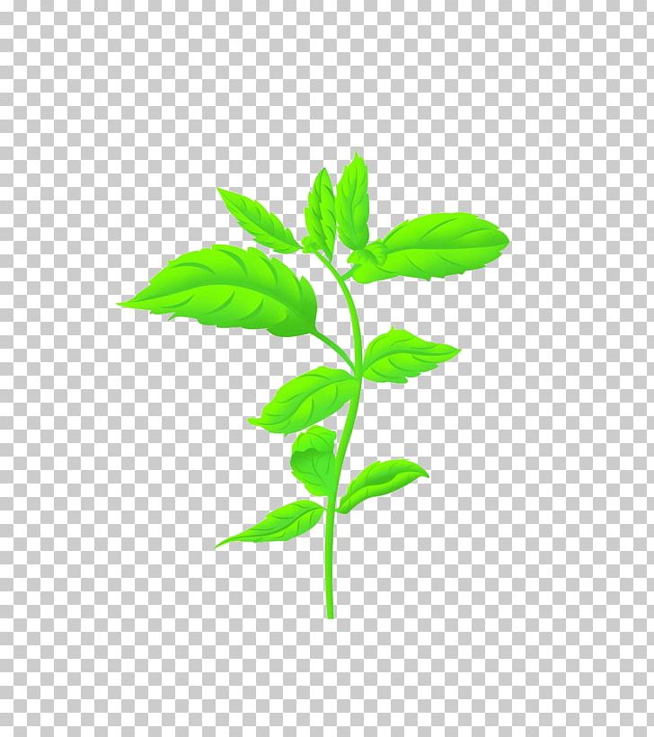 Mentha Spicata Mentha Canadensis Euclidean PNG, Clipart, Branch, Cartoon, Computer Graphics, Computer Icons, Download Free PNG Download