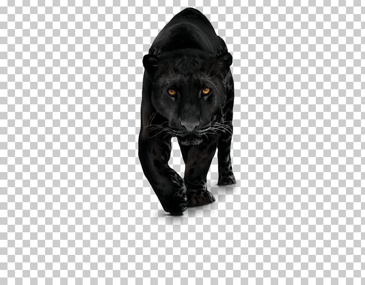Mammal Cat Like Mammal Carnivoran PNG, Clipart, Big Cats, Black, Black Cat, Black Panther, Builder Free PNG Download