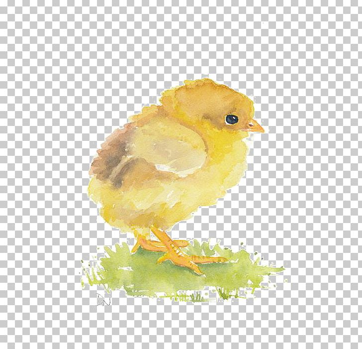 Watercolor Painting Chicken Art PNG, Clipart, Animals, Beak, Bird, Chick, Chicks Free PNG Download