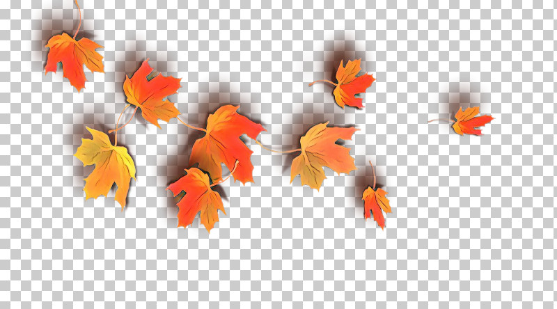 Orange PNG, Clipart, Fish, Goldfish, Leaf, Orange, Petal Free PNG Download