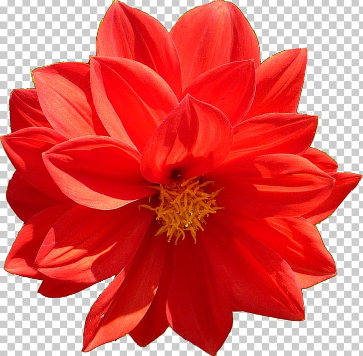 Cut Flowers Poppy Plant Petal PNG, Clipart, Chrysanthemum, Chrysanths, Common Sunflower, Cut Flowers, Dahlia Free PNG Download