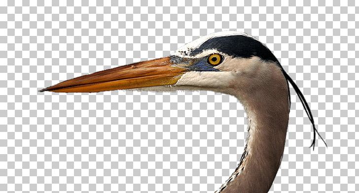 Great Blue Heron Grey Heron Little Blue Heron PNG, Clipart, Beak, Bird, Blue, Com, Download Free PNG Download