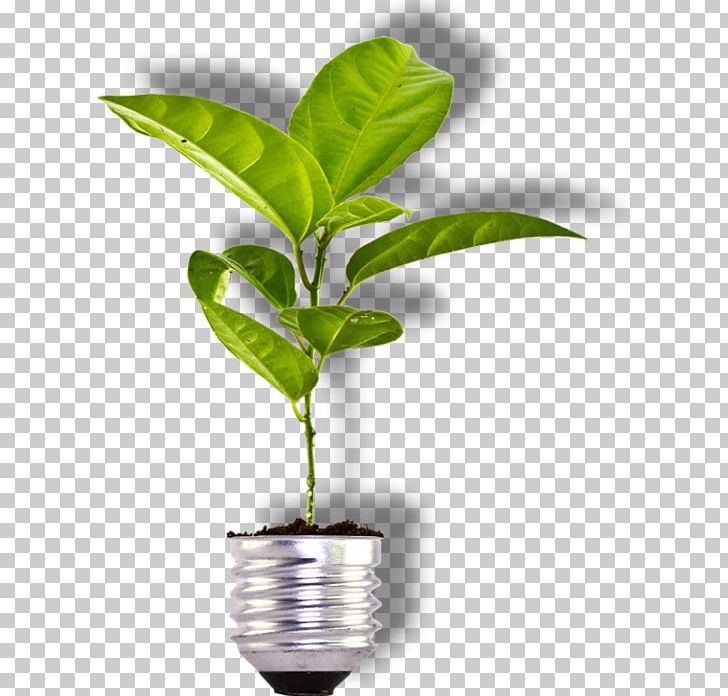 Sustainable Development Sustainability Energy Biomass Business PNG, Clipart, Biomass, Business, Consultant, Energy, Flowerpot Free PNG Download