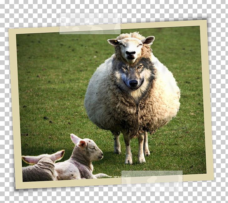 Wolf In Sheep's Clothing Gray Wolf Matthew 7:15 Demon Sheep PNG, Clipart,  Free PNG Download