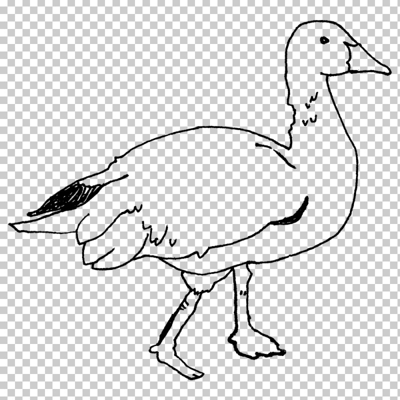 Duck Goose Fowl Line Art Beak PNG, Clipart, Beak, Duck, Fowl, Goose, Line Art Free PNG Download