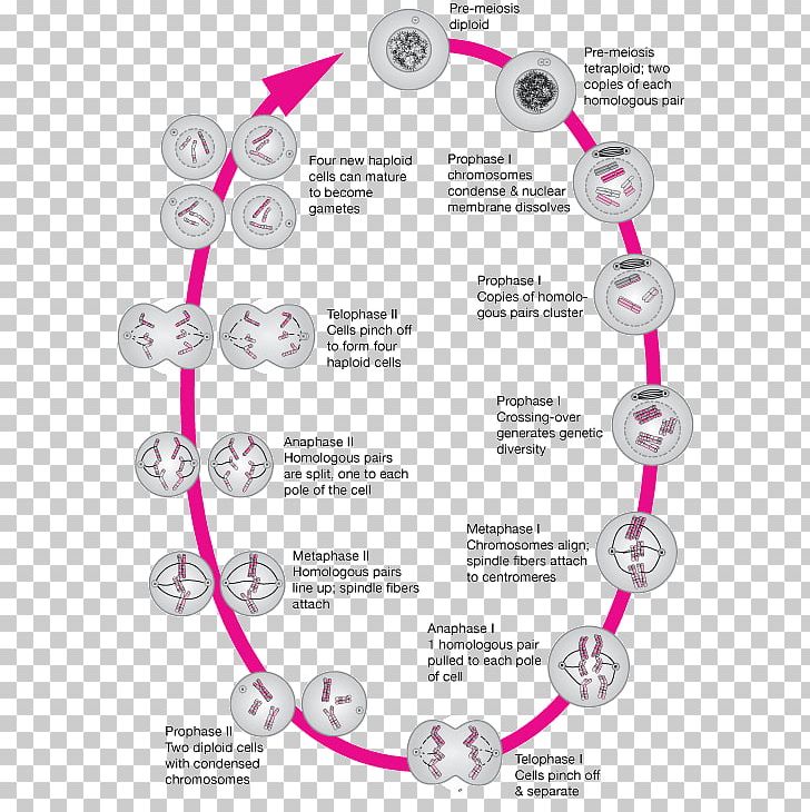 Mitosis And Meiosis Homologous Chromosome PNG, Clipart, Body Jewelry, Cell, Chromosomal Crossover, Chromosome, Circle Free PNG Download