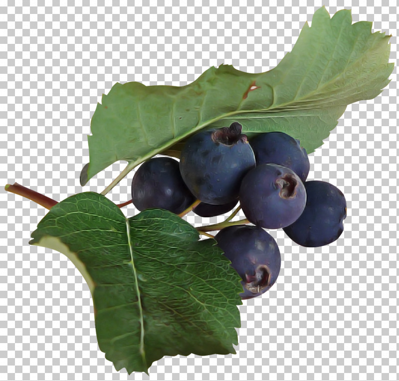 Plant Fruit Leaf Berry Food PNG, Clipart, Berry, Bilberry, Blueberry, Chokeberry, Currant Free PNG Download