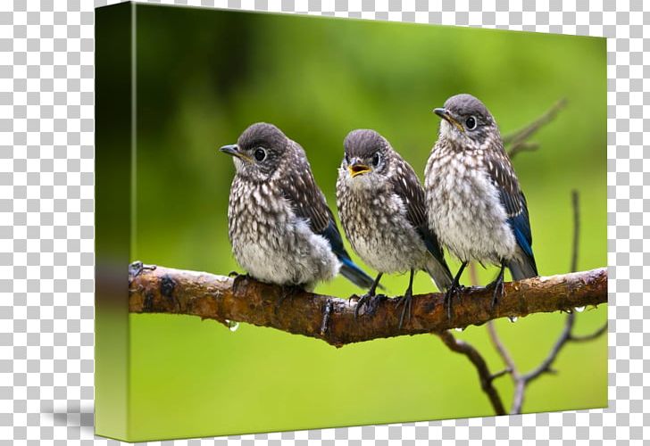 House Sparrow American Sparrows Kind Finches PNG, Clipart, American Sparrows, Animals, Art, Beak, Bird Free PNG Download