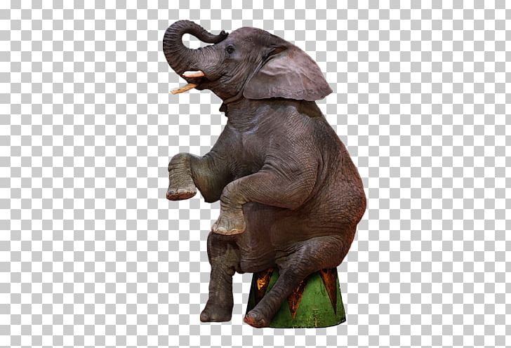 Indian Elephant African Elephant Circus Clown PNG, Clipart, African Elephant, Aime, Amega, Animal, Cheval Free PNG Download