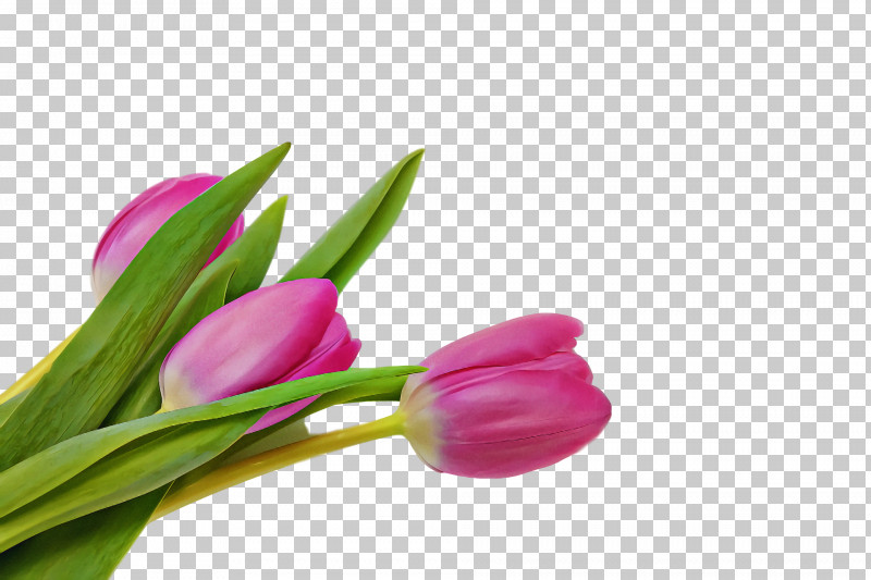 Spring PNG, Clipart, Bud, Cut Flowers, Flower, Lily Family, Pedicel Free PNG Download