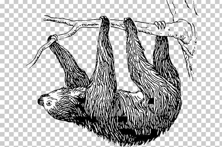 Baby Sloths T-shirt Three-toed Sloth Hoffmann's Two-toed Sloth PNG, Clipart,  Free PNG Download