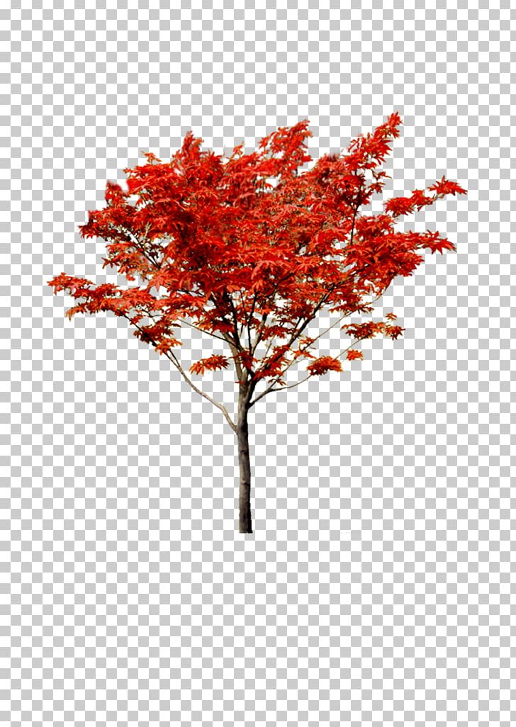 Maple Autumn Tree PNG, Clipart, Autumn, Autumnal, Autumn Background, Autumn Leaf, Autumn Leaves Free PNG Download