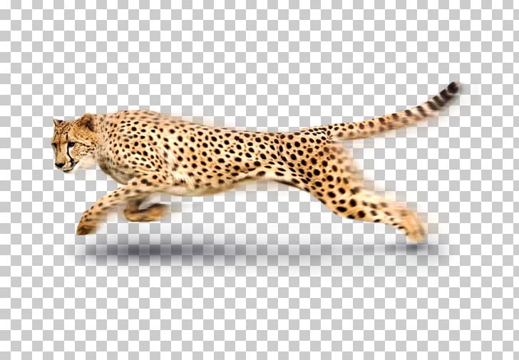 South African Cheetah Leopard Tiger PNG, Clipart, Africa, African, Animals, Big Cats, Broadband Free PNG Download